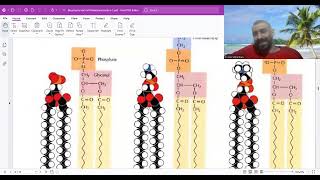 phospholipids  glycolipids and cholesterol [upl. by Livvyy103]