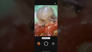 realme gt 2 pro camera test microscope feature is amazing [upl. by Shaff]