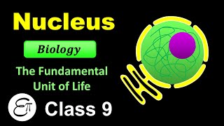 Nucleus  The Fundamental Unit of Life  7  for Class 9 in Hindi [upl. by Zimmer]