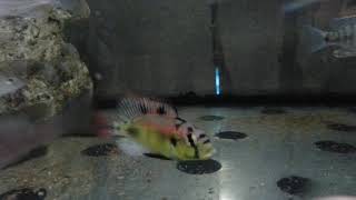 Haplochromis Aeneocolor “Yellow Bellyquot [upl. by Clovah]