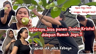 PANEN JAMBU KRISTAL DI HALAMAN RUMAH  NYUCI BAJU TRADISIONAL  KE TUKANG JAHIT BIKIN KEBAYA‼️ [upl. by Mendel789]