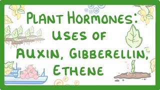 GCSE Biology  Plant Hormones  Uses of Auxin Gibberellin and Ethene 53 [upl. by Tunk667]