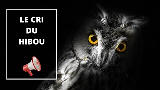 Le hululement du hibou 🦉 Le Cri du hibou  The cry of the owl 🔊 [upl. by Elrod965]