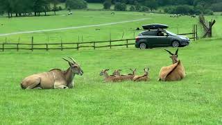 Longleat Safari Park Drive Through Tour of Lions Tigers Wolves and Many Other Animals [upl. by Astera]