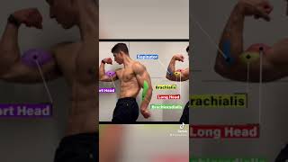 How to grow your FOREARMS the brachioradialis [upl. by Ojyllek]