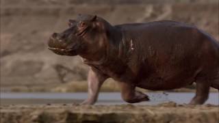 Hippos After Dark trailer  WFFR 2016 [upl. by Hazard]