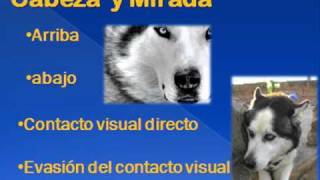 Comunicacion Canina 3mp4 [upl. by Ennasil]