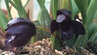 Black Orchid Flowers Black Maxillaria schunkeana Orchid tips to bloom [upl. by Llednar475]