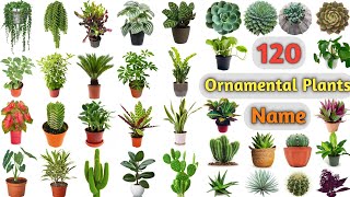 Ornamental Plants Vocabulary ll 120 Ornamental Plants Name In English With Pictures l Indoor Plants [upl. by Ainsworth]