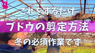 【短梢剪定】葡萄ぶどうの剪定方法をプロ農家が実演解説 [upl. by Ahseyk]