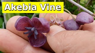 Akebia quinata  Fiveleaved Akebia  Chocolate Vine [upl. by Carli]