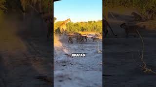 Leones cazando jirafa 😱 planet animales faunasalvaje planeta [upl. by Eiuqcaj499]