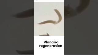 planaria Regeneration Practical🔥😱 shorts planaria régénération shirazivillagevlog [upl. by Atiuqad756]