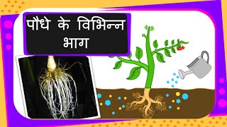 Science  Parts of the Plant  Hindi [upl. by Goldberg]