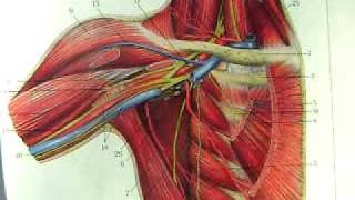 quotAnatomy and Physiologyquot The Joints of the Body The Shoulder [upl. by Martelle]