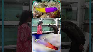 இந்தியன் Fish இவ்வளோ Colour வராது  Goby Fish [upl. by Adas]