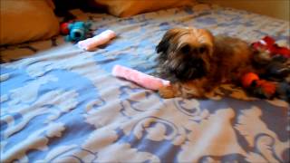 Shorkie Puppies What is a Shorkie you ask Shih Tzu Yorkie Mixed Puppies [upl. by Aciraj]