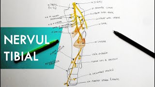 Nervul Tibial  Tutorial Anatomie [upl. by Bigford]