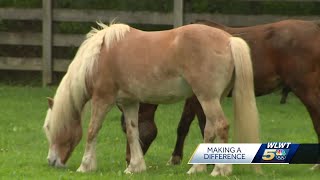 Healing through horses How Milford facility uses hippotherapy to treat patients [upl. by Danas862]