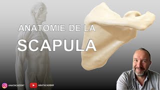 Anatomie de la scapula [upl. by Sybille]