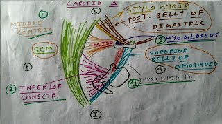 Carotid triangle of Neck 24  Boundary Diagram  TCML [upl. by Eudora819]