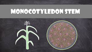 Monocot Stem Structure and Function  Plant Biology [upl. by Sitarski]