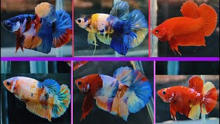 THAILAND IMPORTED BETTA FISH CATALOGUE [upl. by Erised]