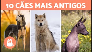 10 RAÇAS DE CÃES MAIS ANTIGAS DO MUNDO 🐶 Top 10 Cães Mais Antigos [upl. by Hofmann384]