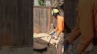 Dead Tree Removal in Ballard Cramped Urban Backyard shorts treecare ballardtreeremoval seattle [upl. by Vonnie]