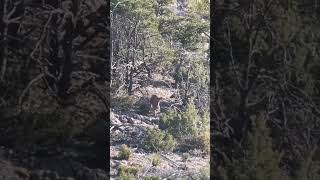 Vapor trail Aoudad KILLSHOT hunting TEXASHUNTING [upl. by Alded]