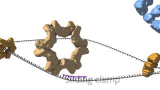 DNA Replication [upl. by Hutson416]