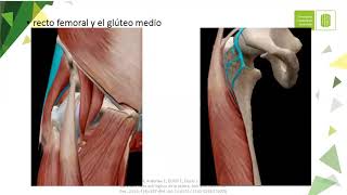 Abordaje anterior y posterior de cadera [upl. by Cissie]