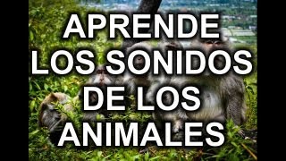 LOS SONIDOS DE LOS ANIMALES DISCRIMINACIÓN Y LECTURA DE COMO SE ESCRIBE EDUCACIÓN INFANTIL [upl. by Zurkow]