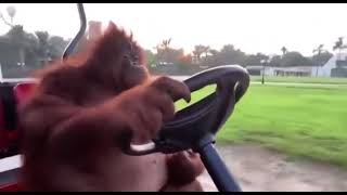 küllenen aşk monkey driving a golf cart [upl. by Avrenim]