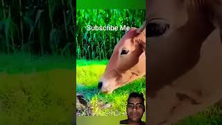 cow animals funny animallover shivtandavstatus bholeshankarstatus mahakaal shiv om love [upl. by Maggs]