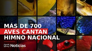 La versión inédita del himno nacional de Colombia cantada por 700 aves [upl. by Aeli726]