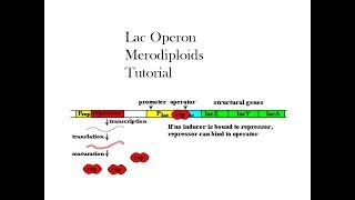 Merodiploids lac operon Part 1 [upl. by Schnur348]