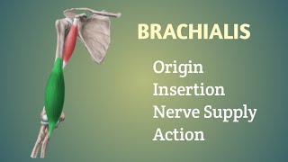 Brachialis Muscle  Origin  Insertion  Nerve supply  Action  by Physiotrav [upl. by Gefell983]