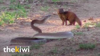 Mongoose fights face to face with a black mamba [upl. by Charmain]