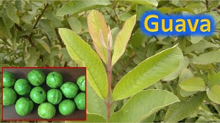 Guava plant Psidium guajava nutrition facts health tips and Much more [upl. by Ykcub]