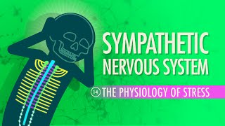 Sympathetic Nervous System Crash Course Anatomy amp Physiology 14 [upl. by Esilahc]