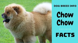 Chow Chow dog breed All breed characteristics and facts about Chow Chow dogs [upl. by Gibe]