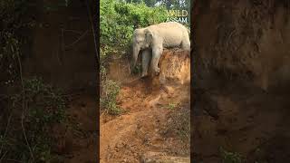 Elephants fell down from bank [upl. by Dyoll258]