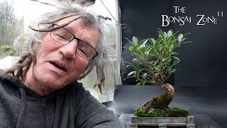 Pruning and Repotting My Tiger Bark Ficus The Bonsai Zone Nov 2024 [upl. by Mcmahon419]