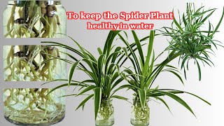 To keep the spider plant healthy in water  Chlorophytum Comosum [upl. by Patrica]