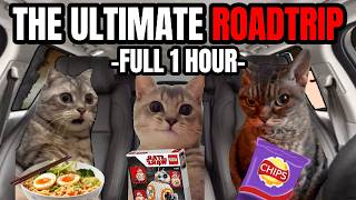 Cat Memes Roadtrip Compilation Full 1 Hour [upl. by Slayton]