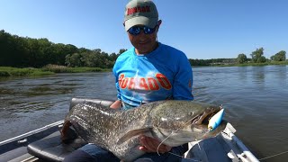 Sumy na spinning z Odry  Rozpoczęcie sezonu 2023  sum na wobler dorado invader [upl. by Susann195]