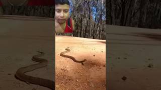 Snake snake wildlife reptiles shots [upl. by Snehpets]