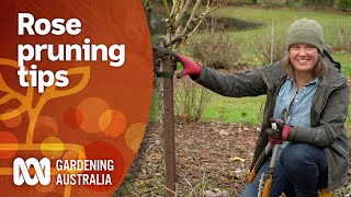 How and when to prune roses depending on variety  Gardening 101  Gardening Australia [upl. by Nylsirk533]