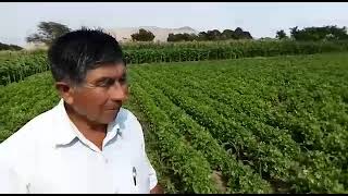 CULTIVO DE CULANTRO CON BIO FERTILIZANTE ORGÁNICO UNIGROW PERU [upl. by Nehtan]